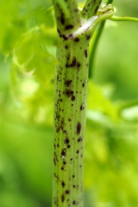 Odört, Conium maculatum