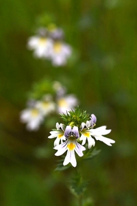 Ögontröst, Euphrasia stricta