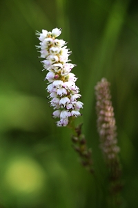 Ormrot, Bistorta vivipara, Polygonum viviparum
