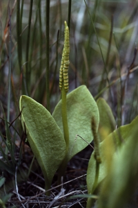 Ormtunga, Ophioglossum vulgatum