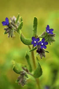 Oxtunga, Anchusa officinalis