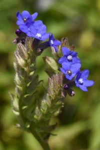 Oxtunga, Anchusa officinalis
