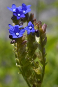 Oxtunga, Anchusa officinalis
