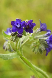Oxtunga, Anchusa officinalis