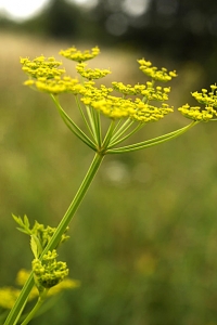 Palsternacka, Pastinaca sativa