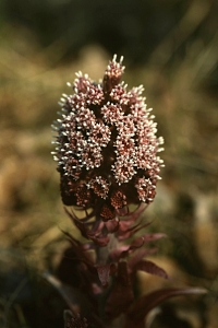 Pestskråp, Petasites hybridus