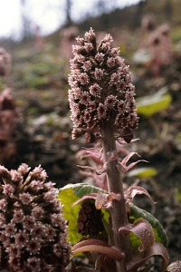 Pestskråp, Petasites hybridus