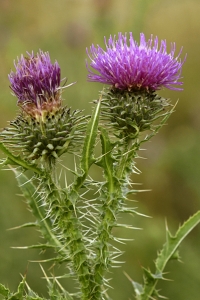 Piggtistel, Carduus acanthoides