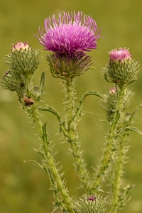 Piggtistel, Carduus acanthoides, tistel, tistlar
