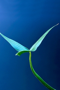 Pilblad, Sagittaria sagittifolia
