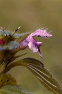 Pipdån, Galeopsis tetrahit