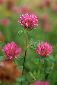Rödklöver, Trifolium pratense
