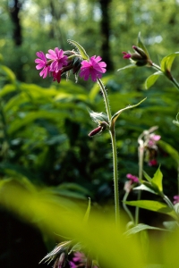 Rödblära, Silene dioica