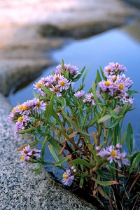 Strandaster, Tripolium pannonicum ssp. tripolium, Tripolium vulgare