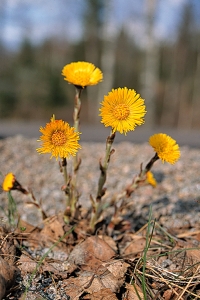 Hästhov, Tussilago farfara