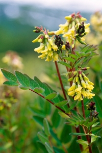 Isvedel, Astragalus frigidus