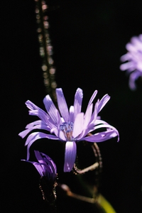 Parksallat, Cicerbita macrophylla