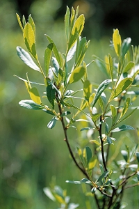 Pors, Myrica gale