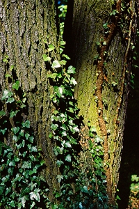Murgröna, Hedera helix