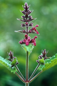 Stinksyska, Stachys sylvatica