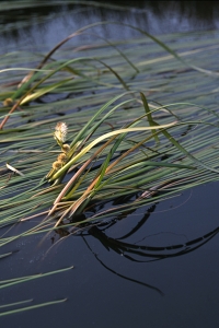 Plattbladig igelknopp, Sparganium angustifolium