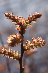 Pors, Myrica gale
