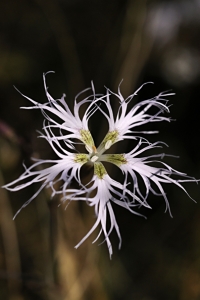 Praktnejlika, Dianthus superbus