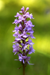 Praktsporre, Gymnadenia conopsea var. densiflora
