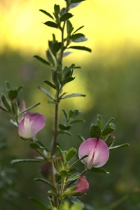 Puktörne, Ononis spinosa ssp. procurrens, ssp. maritima
