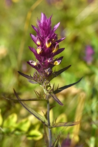 Pukvete, Melampyrum arvense