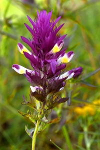 Pukvete, Melampyrum arvense