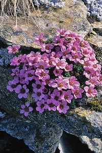 Purpurbräcka, Saxifraga oppositifolia