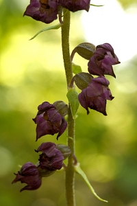 Purpurknipprot, Epipactis atrorubens