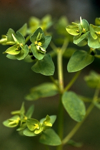 Rävtörel, Euphorbia peplus