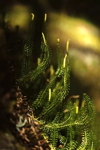 Revlummer, Lycopodium annotinum