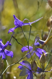 Riddarsporre, Consolida regalis