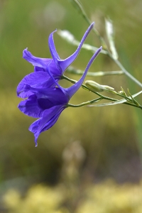 Riddarsporre, Consolida regalis