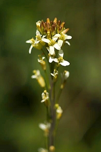 Rockentrav, Arabis glabra, Turritis glabra
