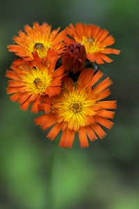 Rödfibbla, Pilosella aurantiaca