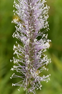 Rödkämpar, Plantago media