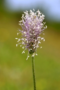 Rödkämpar, Plantago media