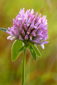 Rödklöver, Trifolium pratense