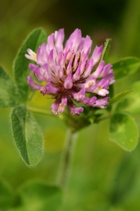 Rödklöver, Trifolium pratense, klöver
