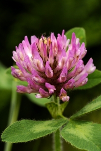 Rödklöver, Trifolium pratense, klöver