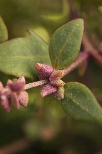 Rödmålla, Chenopodium rubrum, Oxybasis rubrum