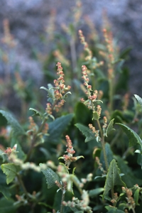 Rödmålla, Chenopodium rubrum, Oxybasis rubrum