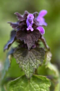 Rödplister, Lamium purpureum