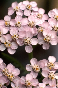 Rölleka, Achillea millefolium, röllika