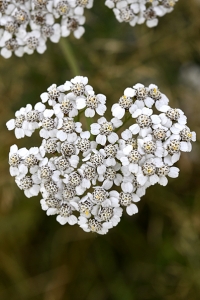 Rölleka, Achillea millefolium