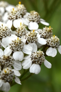 Rölleka, Achillea millefolium